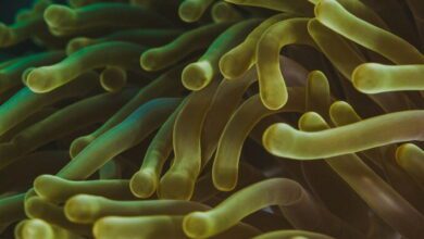 Algae Classification MCQs