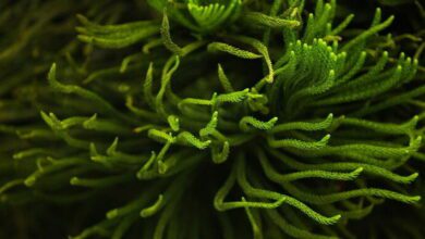 Algal Physiology MCQs