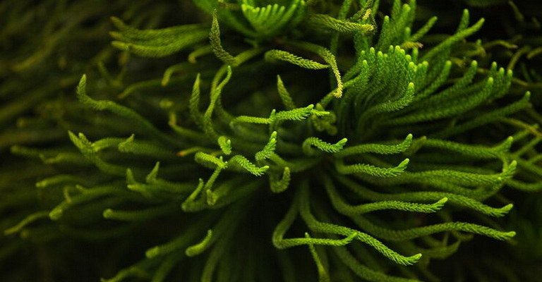 Algal Physiology MCQs