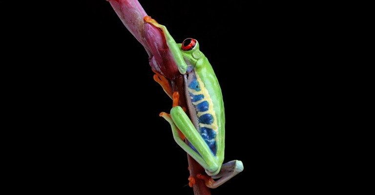 Amphibian Anatomy MCQs
