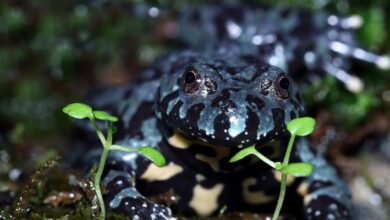 Amphibian Physiology MCQs