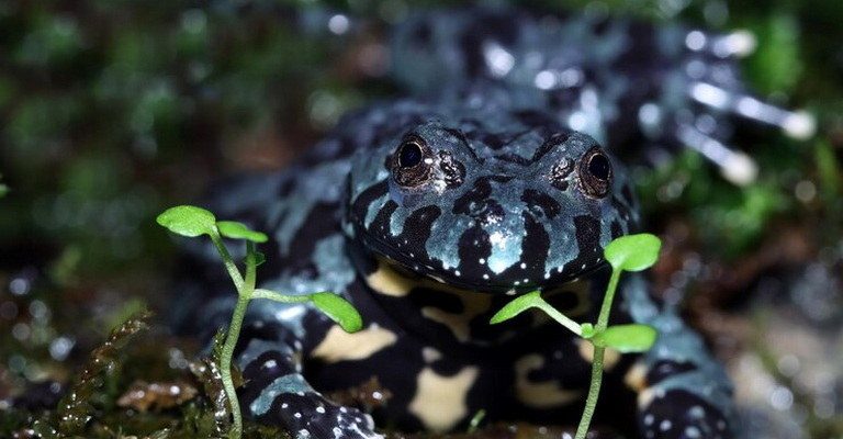 Amphibian Physiology MCQs