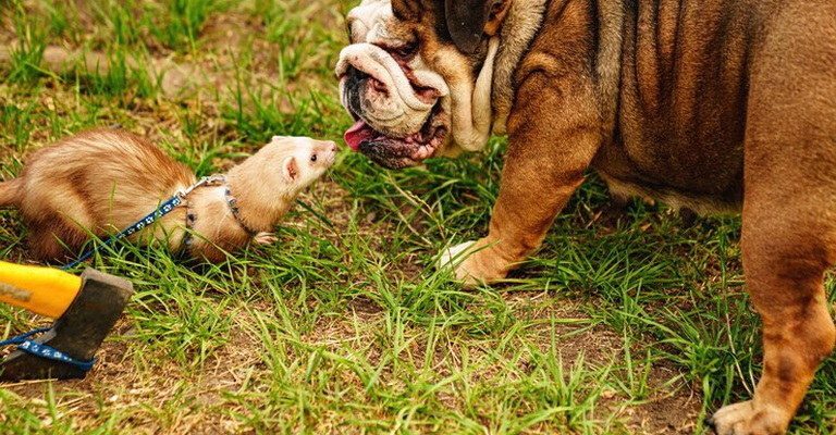 Animal Behavior MCQs