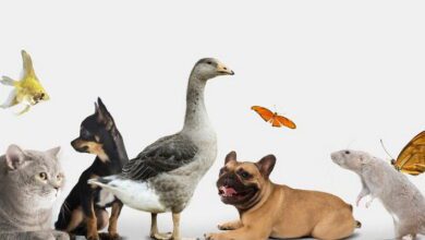 Animal Diversity MCQs