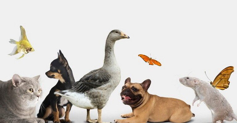 Animal Diversity MCQs