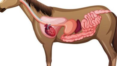 Animal Physiology MCQs