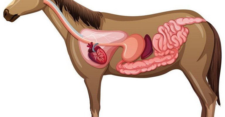 Animal Physiology MCQs
