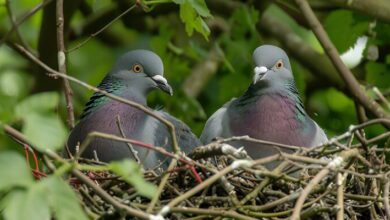 Bird Conservation MCQs