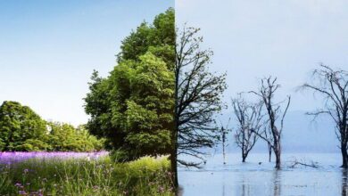 Climate Change Biology MCQs