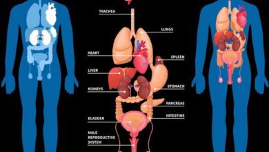 Comparative Anatomy MCQs