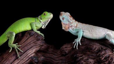 Comparative Zoology MCQs