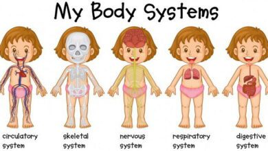 Developmental Anatomy MCQs