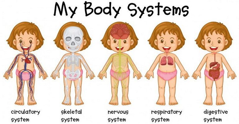 Developmental Anatomy MCQs