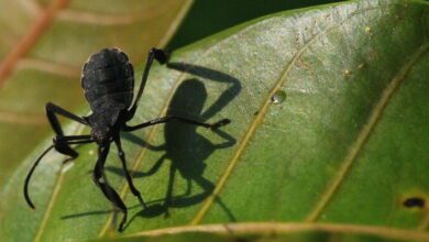 Economic Entomology MCQs