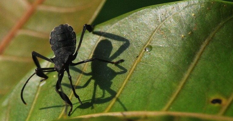 Economic Entomology MCQs