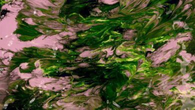 Economic Importance of Algae MCQs