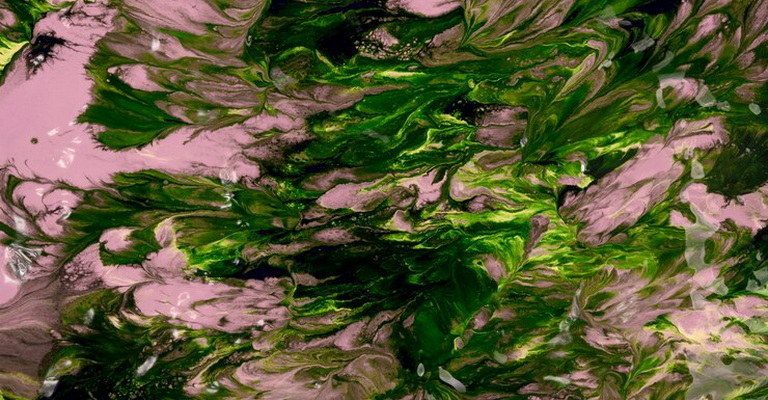 Economic Importance of Algae MCQs