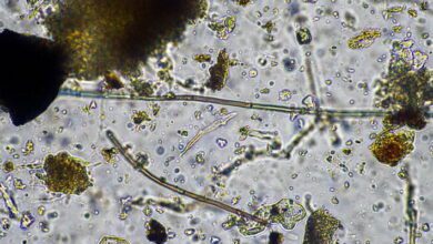 Economic Mycology MCQs