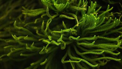 Estuarine Biology MCQs