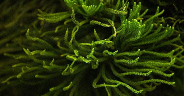 Estuarine Biology MCQs