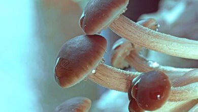 Fungal Morphology MCQs