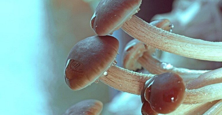 Fungal Morphology MCQs