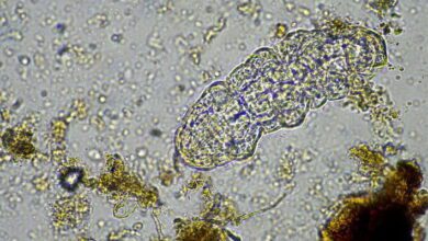 Fungal Pathogens MCQs