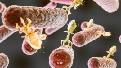 Fungal Physiology MCQ