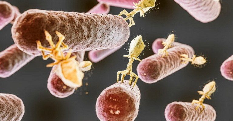 Fungal Physiology MCQ