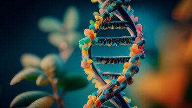 Gene Regulation MCQs