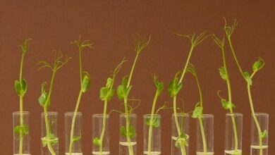 Growth and Development MCQs