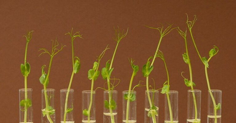 Growth and Development MCQs