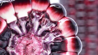 Histology of Organs MCQs