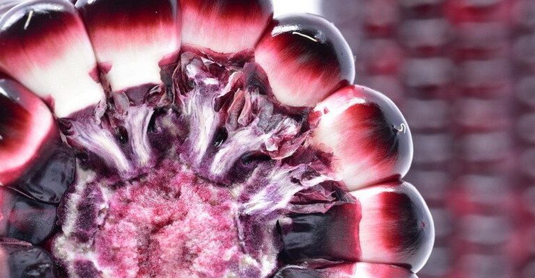 Histology of Organs MCQs