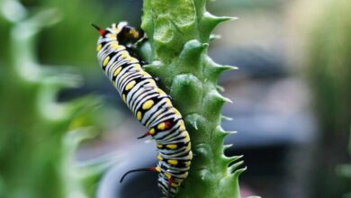 Host-Parasite Interactions MCQs