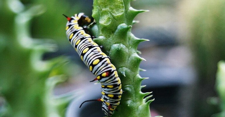 Host-Parasite Interactions MCQs