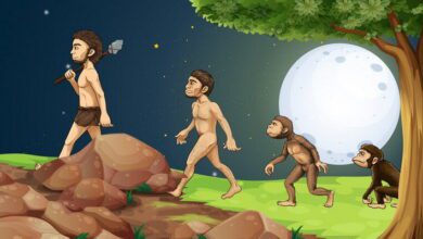 Human Evolution MCQs