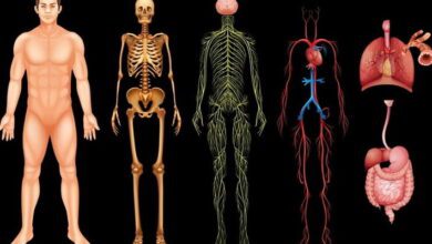 Human Physiology MCQs