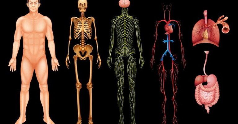 Human Physiology MCQs
