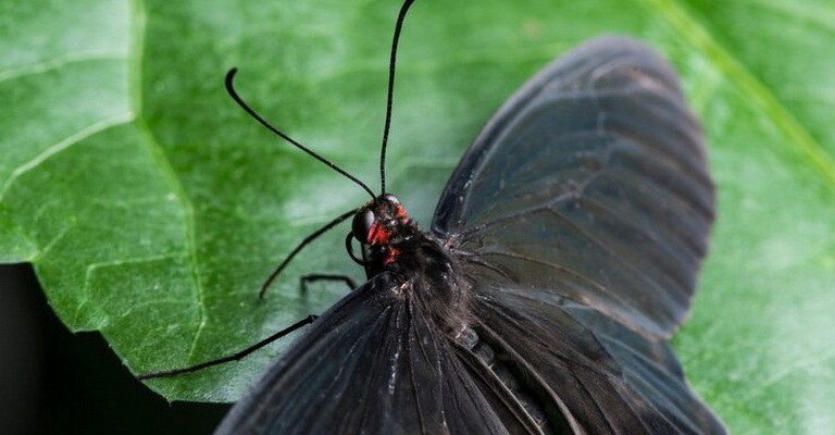 Insect Behavior MCQs