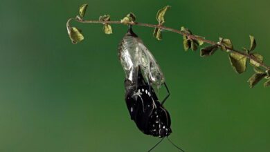 Insect Physiology MCQs