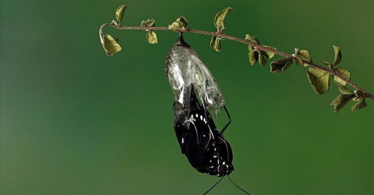 Insect Physiology MCQs