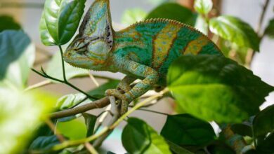 Invertebrate Zoology MCQs