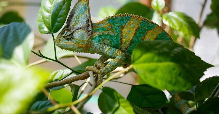 Invertebrate Zoology MCQs