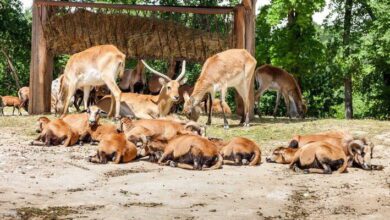 Mammal Conservation MCQs