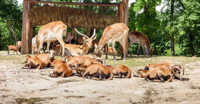 Mammal Conservation MCQs