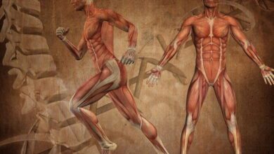 Mammal Physiology MCQs