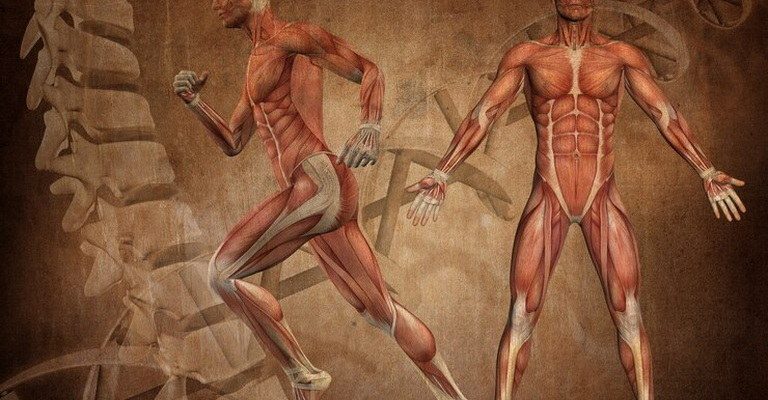 Mammal Physiology MCQs