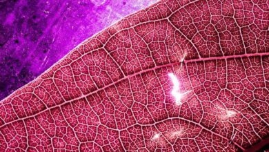 Microscopic Anatomy MCQs