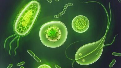 Parasite Biology MCQs